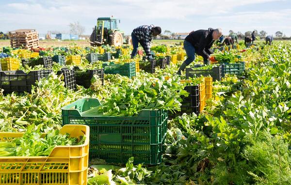Slight reprieve as food inflation drops 0.1% in May