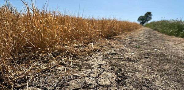 Crop crisis: how the drought will impact your menu