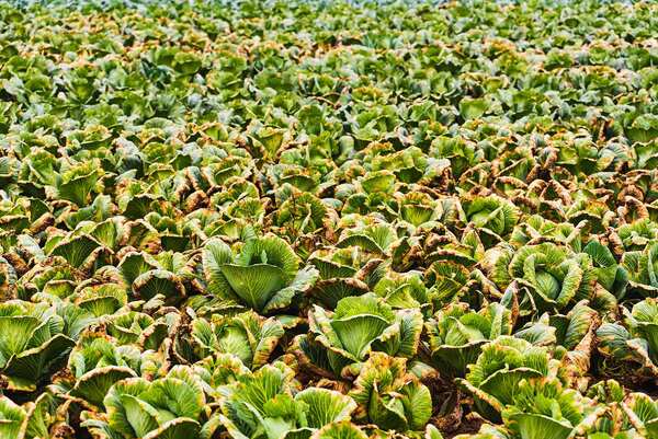 Food and drink prices rise amid scorching heat