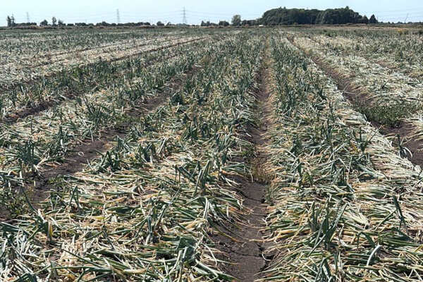 British onions&rsquo; &lsquo;most challenging season&rsquo; could see yields cut by 25%