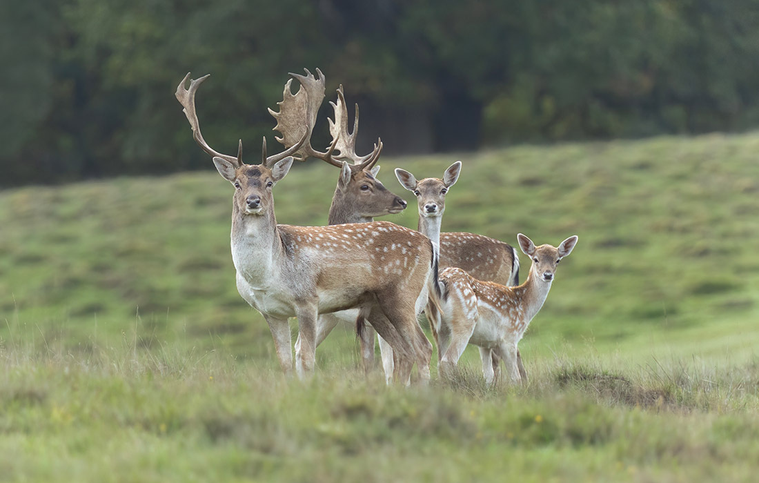 shutterstock 2688479353 venison deer shutterstock 2688479353 venison deer